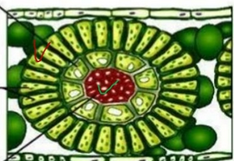 Бидай анатомиясы