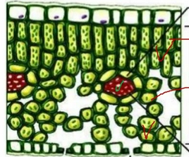 Жүгері анатомиясы